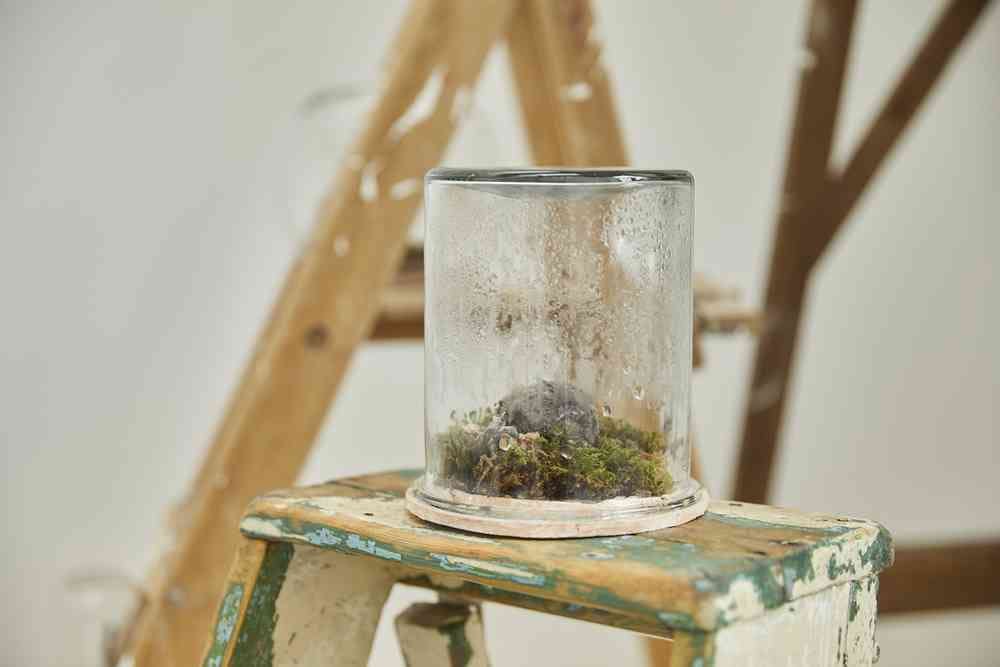 A photograph of a plant terrarium on top of a wooden stepladder. Another stepladder can be seen in the distance against a white background.