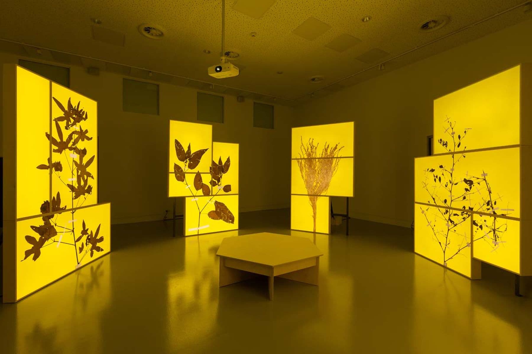 A photograph of a room featuring four yellow light boxes with branch-and-leaf designs positioned behind a white bench.